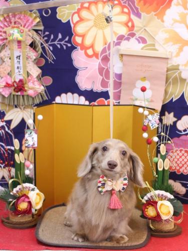 20240111ぺこちゃん